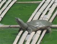 11 bài thuốc quý từ ba ba – Công dụng của ba ba